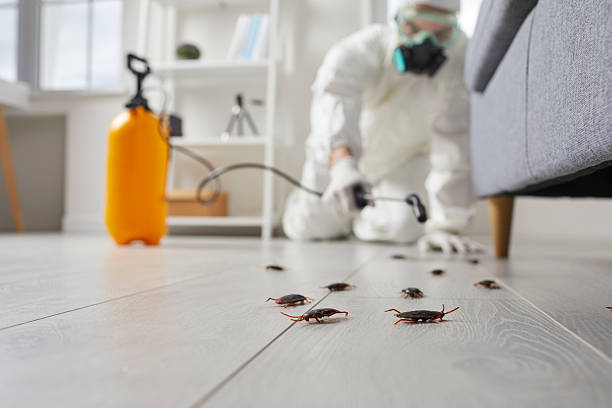 Trusted Mosquito Control service in Yorba Linda, CA - Nex Pest Control